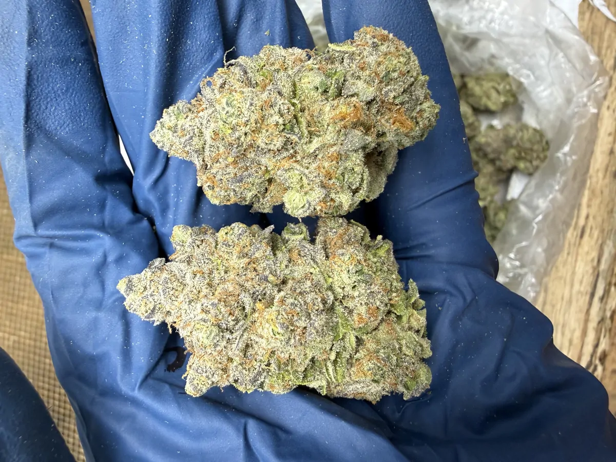 Black Cherry Gelato Flower